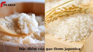 dac-diem-cua-gao-thom-japonica