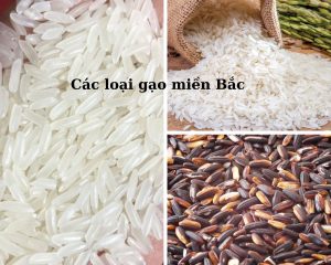 cac-loai-gao-mien-bac-hinh-1