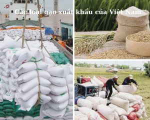 cac-loai-gao-xuat-khau-cua-viet-nam-hinh-1