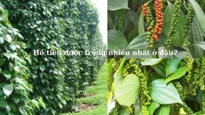 ho-tieu-duoc-trong-nhieu-nhat-o-dau-hinh-2