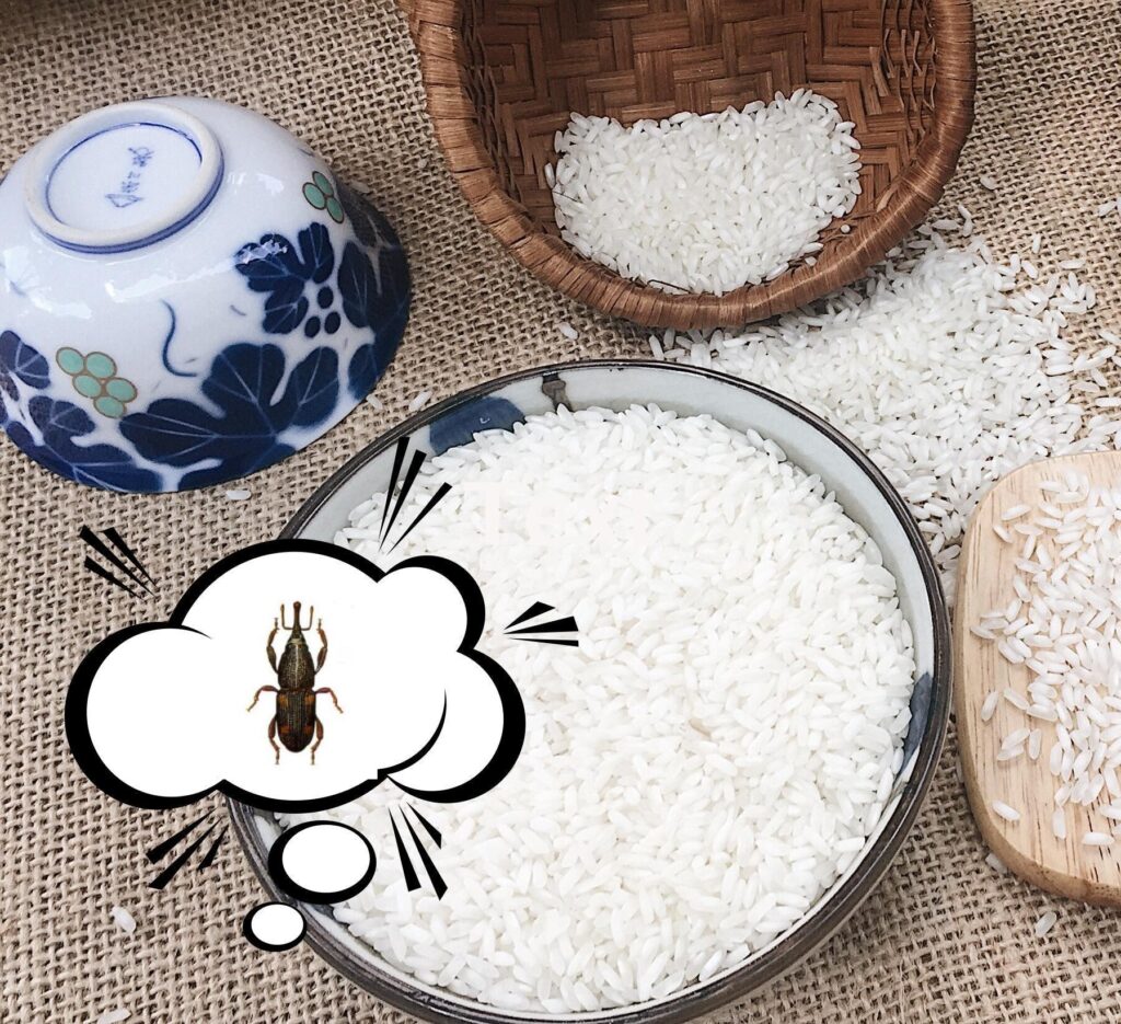 cách bảo quản gạo được lâu, không bị mọt