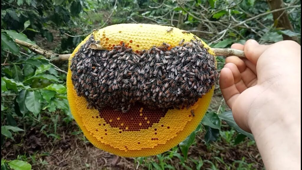 Chia sẻ cách nhận biết, phân biệt tổ ong ruồi có mật
