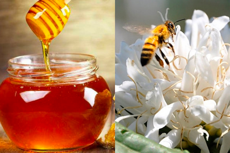Mật ong hoa cà phê có tốt không? Tác dụng của mật ong hoa cà phê